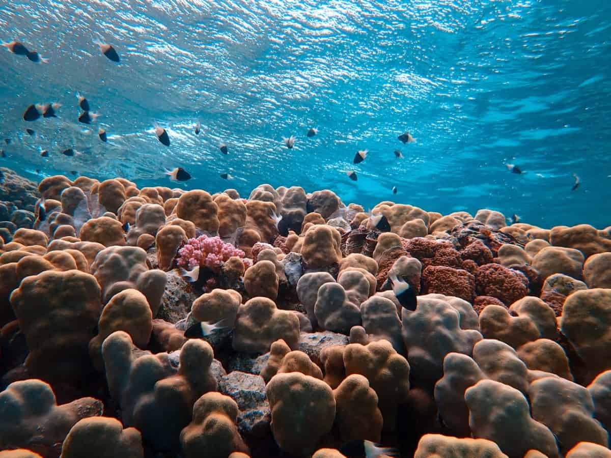 Los arrecifes poco profundos se pueden ver fácilmente mientras se practica snorkel