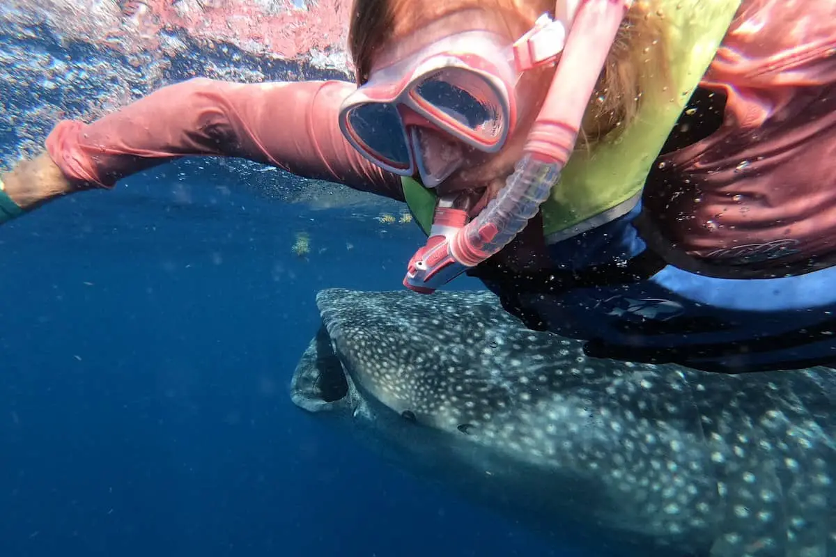 foto de mi esposa junto a un tiburón ballena con la boca abierta