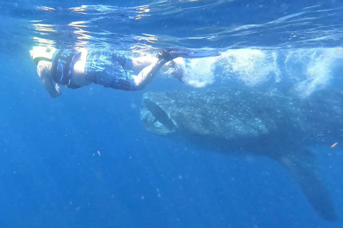 Foto del autor frente a un tiburón ballena con la boca abierta