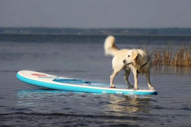 5 accesorios imprescindibles de paddleboard para perros